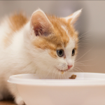 Friskies Kitten, Pilihan Tepat Untuk Pertumbuhan Kucing yang Maksimal