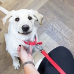 Penjinakan Anjing di Rumah: Menjinakkan Hewan Peliharaan Baru dengan Penuh Cinta